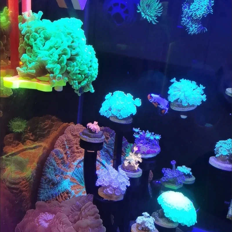 SPS Coral Frag Rack Holder Cor - Marine Aquarium Orp recensie en prijs