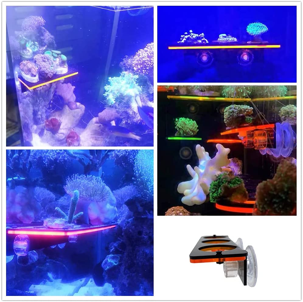 Fluorescerend Koraal Frag Plug - Marine Aquarium Orp recensie en prijs